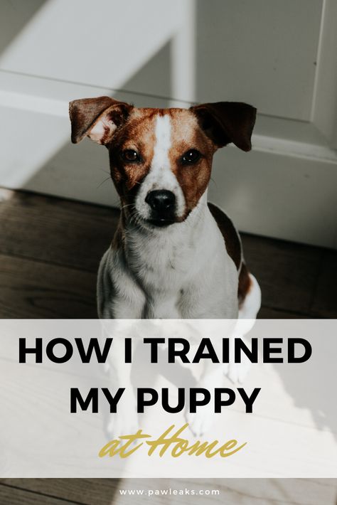 Enrolling your puppy into obedience training classes is definitely helpful but let me tell you that it’s completely possible to train your puppy at home. Puppy training does not only include leash training and obedience commands which could be taught in class. The whole training experience is a crucial bonding factor that you should be primarily working on with your pup. I have put together a comprehensive guide with my own experiences on training my puppy from home. #puppy #training Dog Training Commands, Dog Mom Quotes, Easiest Dogs To Train, House Training Dogs, Home Dog, Dog Training Techniques, Best Dog Training, My Puppy, Dog Care Tips