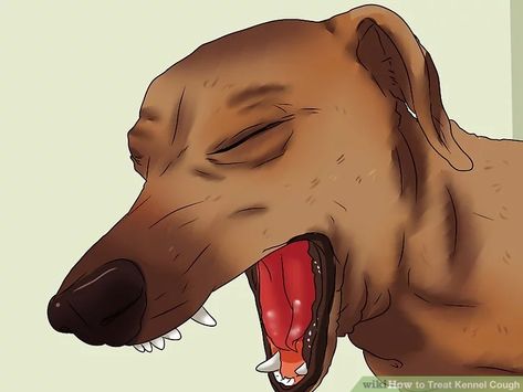 How to Treat Kennel Cough: 13 Steps (with Pictures) - wikiHow Kennel Cough Symptoms, Dog Coughing, Kennel Cough, Respiratory Disease, Kennel Ideas, Dog Conditioner, Respiratory Infection, Sick Dog, Cough Remedies