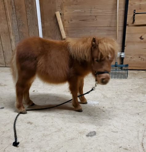 Tiny Mini Horses - Tiny Miniature Horses, Therapy Horses Mini Horse Barn, Miniature Horse Barn, Mini Ponies, Miniature Horses For Sale, Pony Animal, Miniature Pony, Shetland Ponies, Miniature Ponies, Cute Pony