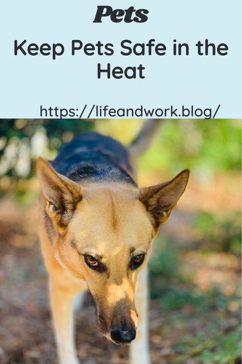 Keep Pets Safe in the Heat Glass Conservatory, Heartworm Prevention, Pet Hotel, Sweat Gland, Kiddie Pool, Paw Pads, Flea And Tick, Pet Safe, Dog Houses