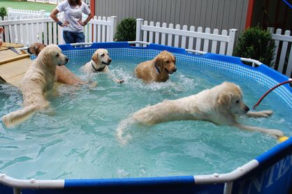 Dog Pool - Setting Up A Pool For Therapy For Your Dog - Canine Arthritis. #dogs #dogpool #dogcare Dog Kennel Business, Pool Ramp, Dog Pool Ramp, Dog Pools, Dogs Swimming, Funny Pictures Of Dogs, Kennel Business, Puppy Pool, Pool Ladders