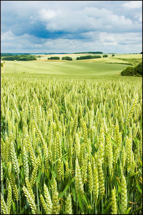 The Wheat Field - near Sherrington, Wiltshire, England, UK Wheat Field Drawing, Field Drawing, Fields Of Gold, Scenery Pictures, Wheat Field, The Romans, Field Of Dreams, Wheat Fields, Fields Photography