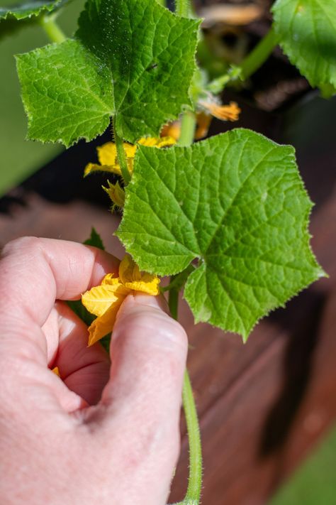 5 Quick Tips for Cucumber Planting Success Cucumber Plants Growing Tips, Cucumber Planting, Cucumber Seedlings, Cucumber Plants, Homemade Cider, Garden Remedies, Cucumber Plant, Growing Cucumbers, Plants Growing