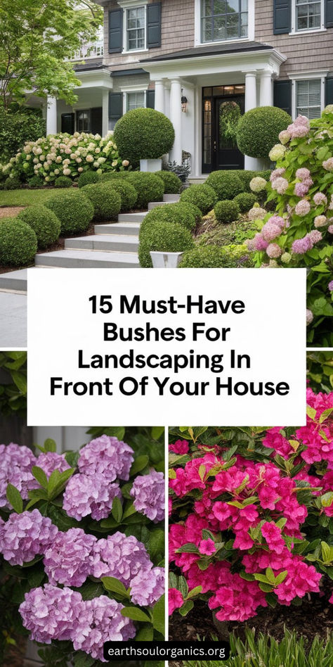 Transform your front yard with these incredible bushes. From classic evergreens to colorful flowering shrubs, find the perfect match for your house’s style. 🌸 #FrontYardLandscaping #BeautifulBushes Rhododendron Front Of House, Flower Beds In Front Of House Full Sun, Low Growing Shrubs For Front Of House, Boxwood Hedge Front Yard, Colonial Landscaping Front Yards, Flower Beds In Front Of House, English Garden Front Yard, Evergreen Landscape Front Yard, Colonial Landscaping