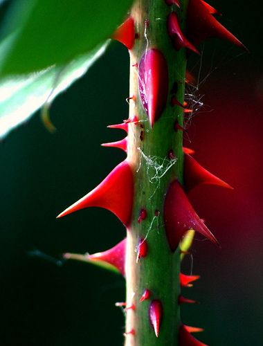 Rose Thorns in Red | russell.tomlin | Flickr Thorns Aesthetic, Aesthetic Red And Black, Foto Macro, Rose Thorns, Fotografi Digital, Aesthetic Red, Garden Photography, Nature Plants, Natural Forms