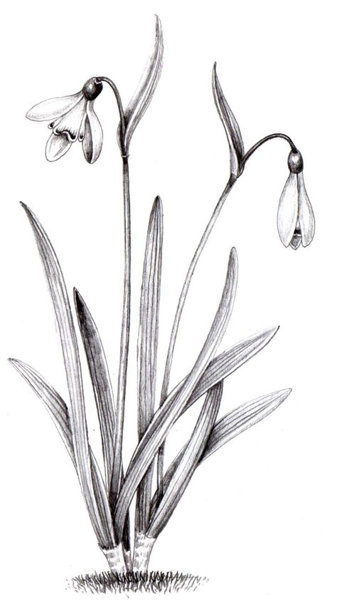 Snowdrop Galanthus nivalis pencil - Lizzie Harper Snow Drops Flowers, Flower Tattoo Drawings, Skeleton Hand Tattoo, Simple Line Drawings, Flower Sketches, Botanical Drawings, Ink Illustrations, Pen Drawing, Tattoo Sketches