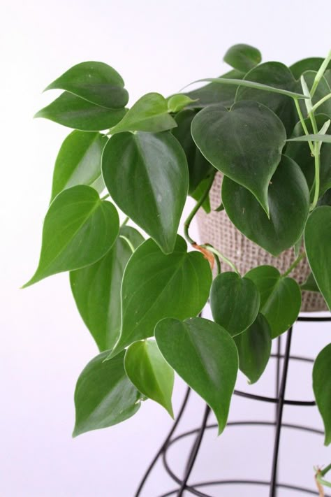 Good morning Plant Friends, this week's "favorite Plant of the week" is an all time classic. The good oll Heart Leaf Phioldendron lesser known as Philodendron hederaceum. It has heart shaped green leaves and is a fast grower. #philodendron #heartleafphilodendron #heartleaf Heart Leaf Plant, Heart Leaf Philodendron Tattoo, Heart Philodendron Plant, Heart Shaped Leaves Plants, Kasandra Core, Heart Shaped Philodendron, Philodendron Tattoo, Philodendron Heartleaf, Heart Shaped Plant