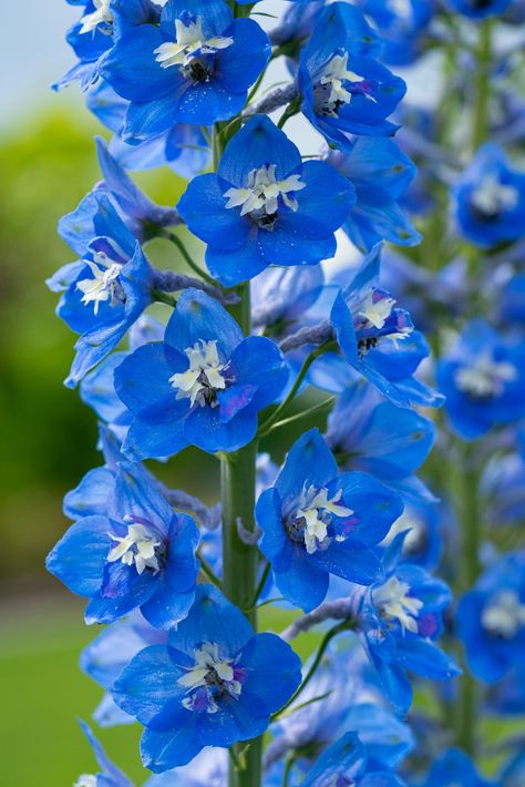 30 Plants for the Perfect Cottage Garden | Mummy Time Blue Larkspur, Hyacinth Bean Vine, Cypress Vine, Onion Bulbs, Flax Flowers, Strawberry Seed, Pole Beans, Cottage Garden Plants, Butterfly Bush