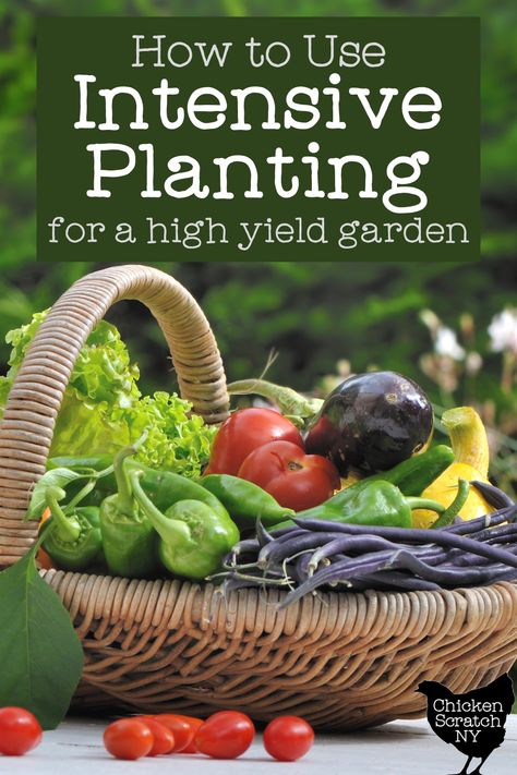 Intensive Planting & Square Foot Gardening Intensive Planting Layout, Intensive Gardening Plans, Intensive Planting Vegetable Garden, Intensive Gardening Layout, Intensive Planting, Garden Spacing, Square Foot Gardening Plans, Intensive Gardening, Planting Layout