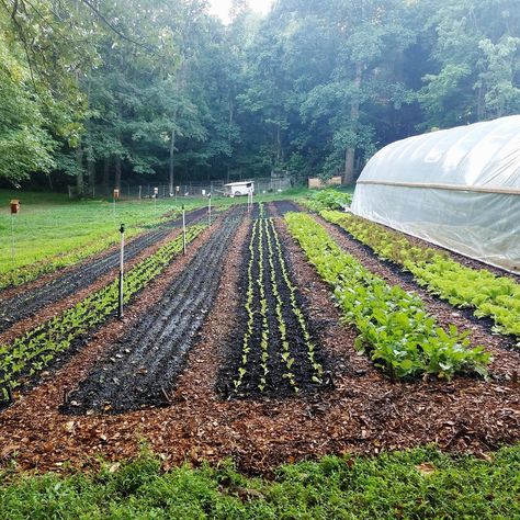 Crop Garden Design, Tilled Garden Layout, Large Food Garden, No Till Flower Farming, No Till Vegetable Garden, Market Garden Ideas, No Till Garden Layout, Market Garden Layout, 10 Acre Farm Layout