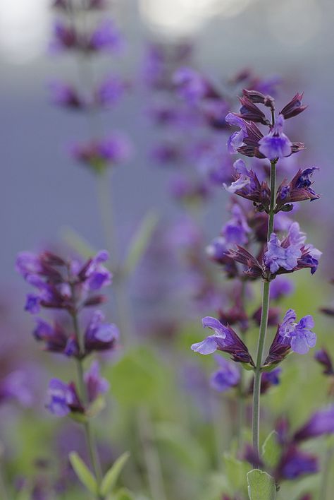 Sage (Salvia officinalis) Tulasi Plant, Purple Salvia, Main Kitchen, Salvia Officinalis, Rose Gardens, L Wallpaper, All Things Purple, Natural Cosmetics, Medicinal Plants