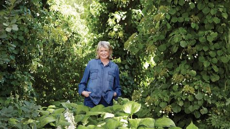 Strong, sturdy, and ever so lovely, climbing hydrangeas wind their way up the trees and walls at Martha’s home. Here, she shares how to grow these vigorous and easy-to-care-for plants. Landscape Shrubs Front Yard, Climbing Hydrangeas, Hydrangea Shade, Hydrangea Vine, Entry Garden, Fall Perennials, Hydrangea Landscaping, Hydrangea Varieties, Climbing Hydrangea