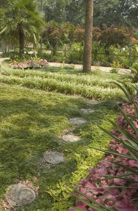 Let dwarf mondo grass solve your lawn problem | Charlotte Observer Lawn Problems, Fescue Grass, English Ivy, Lawn Alternatives, Lily Plants, Evergreen Plants, Mulch, Ground Cover, Garden Center