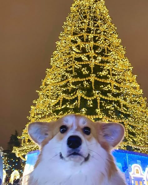 Corgi Christmas Pictures, Baby Corgi, Funny Puppies, Puppy Funny, Cute Corgi Puppy, Funny Corgi, Corgi Puppies, Corgi Pictures, Puppies Cute