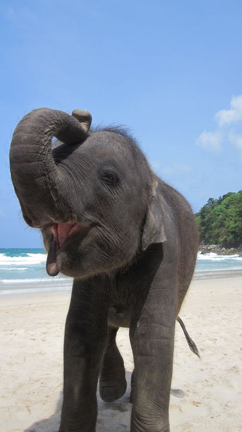 Elephants Wallpaper, Pretty Beach Pictures, Cute Elephants, Beach Animals, Elephants Aesthetic, Elephant Cute, Thailand Aesthetic Wallpaper, Cute Elephant Aesthetic, Elephant Aesthetic