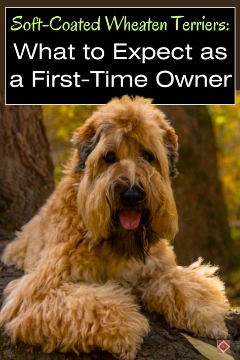 First-time owner of a Soft-Coated Wheaten Terrier? Here’s what you need to know! Known for their energetic and playful temperament, these dogs thrive in active households but do require frequent grooming to maintain their soft, silky coats. Save this pin and click to learn more about the key traits and care requirements of Soft-Coated Wheaten Terriers, and see if this friendly and energetic breed is right for you. Wheaten Terrier Teddy Bear Haircut, Soft Wheaten Terrier, Soft Coated Wheaten Terrier Haircuts, Wheaton Terrier Puppy, Wheaten Terrier Puppy, Wheaton Terrier, Health Images, Different Dog Breeds, Soft Coated Wheaten Terrier