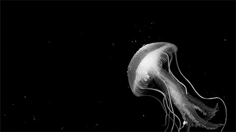 paulineluna Jellyfish Gif, Jellyfish Black And White, Black And White Jellyfish, White Jellyfish, White Gif, Gif Black, Black And White Gif, Black Banner, Cute Headers For Twitter