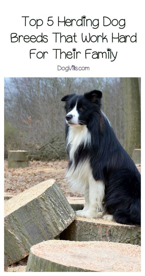 Cat Breeding, Herding Dogs Breeds, Family Dogs Breeds, Cat Safe Plants, Herding Cats, Warrior Cats Books, Training Dogs, Dog Breeds Medium, Cat Nutrition