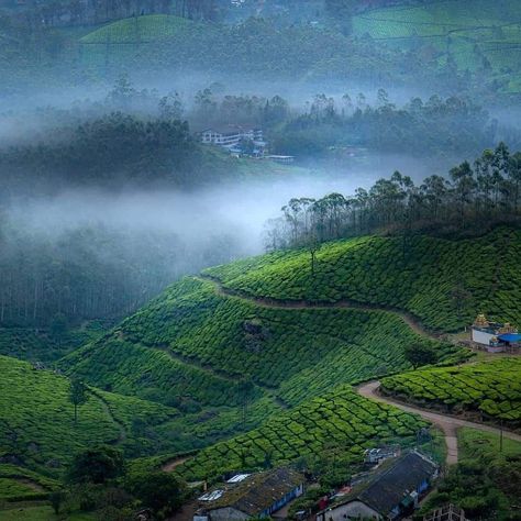 Munnar Photography Kerala, Nilgiri Tahr, India Tourist, Kerala Backwaters, Kerala Travel, Paper Background Design, Western Ghats, Munnar, Mountain Goat