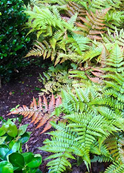 Autumn Fern ‘Brilliance’ - Neil Sperry's GARDENS Autumn Ferns In Landscape, Autumn Brilliance Fern, Brilliance Autumn Fern, Autumn Fern Landscaping, Fern Garden Ideas, Clover Garden, Foundation Plants, James Farmer, Coppery Red