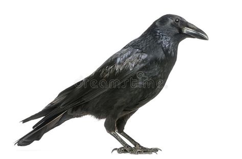 Carrion Crow, Adventure Zone, Creature Design, Kids Art Projects, Side View, Projects For Kids, Landscape Art, Animal Art, Art Inspo