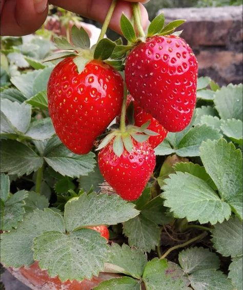 Strawberry Reference, Project School, Strawberry Plant, Garden Vegetables, Fall Garden Vegetables, Fruit Photography, Strawberry Plants, Fall Garden, Beautiful Fruits