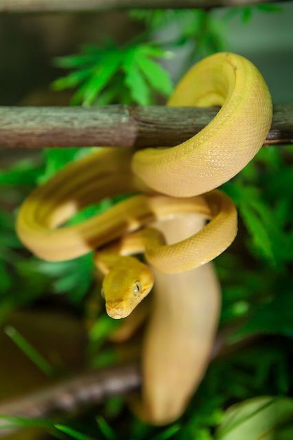 Amazon Tree Boa Enclosure, Boa Enclosure, Snake Enclosure, Cool Snakes, Pretty Snakes, American Animals, Beautiful Snakes, South American, Exotic Pets