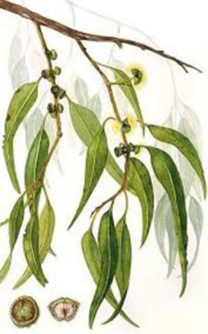 Eucalyptus Leaf Wild 1 oz. Australian Flowers, Australian Native Flowers, Australian Flora, Botanical Painting, Eucalyptus Leaves, Botanical Drawings, Botanical Illustration, Botanical Art, Botanical Prints