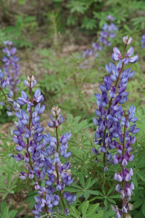 Yellow Lupine, Lupinus Perennis, Wild Lupine, Maine Garden, Bank Barn, Lupine Flowers, Perennial Bulbs, Pollinator Garden, Native Garden