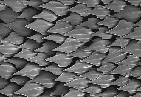 Surfaces inspired by shark skin – BiomimicryBE Shark Skin, Dragon Skin, Gothic Wallpaper, At The Hospital, Tactile Texture, Skin Pattern, Abstract Iphone Wallpaper, Photo Site, Book Projects