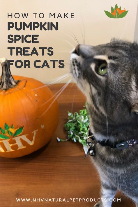 NHV Pet Experts have a recipe for the perfect baked pumpkin spice treats for cats. List of Ingredients and the complete recipe are available on the website.  Pumpkin is actually good for pets of all ages. We often recommend using Pumpkin Puree as a food topping or a snack to hide our supplements in.  #halloween2018 #pumpkin #pumpkinspice #cattreats #dogtreats Pumpkin Cat Treats Recipe, Pumpkin Pet Treats, Halloween Cat Treats, Pumpkin Cat Treats Homemade, Pumpkin Cat Treats, Diy Cat Treats Recipes, Pumpkin For Cats, Homemade Cat Treats Recipes, Cat Bakery