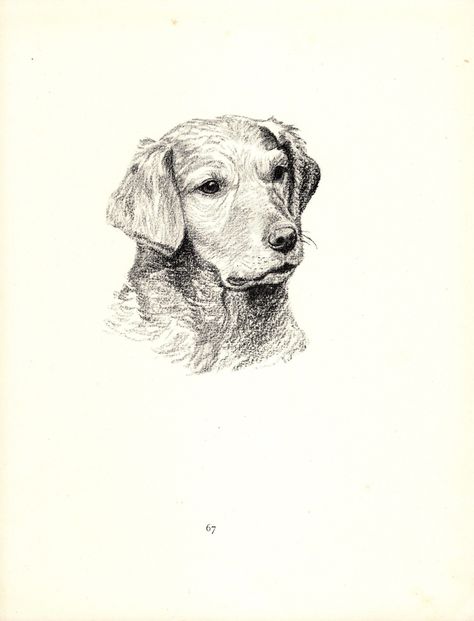 1935 ANTIQUE GOLDEN RETRIEVER DOG PRINT - ART BY C. FRANCIS WARDLE Lovely antique Golden Retriever print which came from a book about dogs featuring art by C. Francis Wardle.  You are purchasing the original book page, not a copy.  The print measures 8.5 by 11 inches and is in very good condition.  Notice light creasing and some age spotting, reverse side has unrelated text. GOLDEN RETRIEVER PRINTS: https://etsy.me/42w7j62 MORE WARDLE DOGS:  http://etsy.me/2xHf0Yy OTHER DOG ART PRINTS:  https://etsy.me/3hy3pmJ PRINT AND MAP COLLECTIONS IN MY SHOP: DOG ART PRINTS:  https://etsy.me/3hy3pmJ HORSE ART PRINTS: https://etsy.me/3lxlVO9 CAT ART PRINTS: https://etsy.me/2DiVhqR BIRD PRINTS:  http://etsy.me/1DnFta9 BEETLE PRINTS: http://etsy.me/1p6naU8 FISH ART PRINTS: http://etsy.me/1kfRF8s ORCHID P Golden Retriever Hunting, Golden Retriever Sketch, Pets Illustration, Miniature Map, Chien Golden Retriever, Print Gallery Wall, Horse Art Print, Dog Books, Hunting Dog