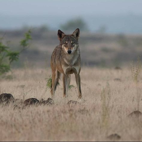 Indian Wolf, Gray Wolf, Pirate Woman, Pretty Dogs, Grey Wolf, Wild Ones, Natural World, Biology, Panther