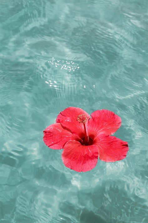 Hibiscus in turquoise waters Beach Pink Aesthetic, Crazy Birthday Cakes, Paradise Aesthetic, Coastal Flowers, Australian Summer, Cute Summer Wallpapers, Beach Flowers, Bedroom Decor For Teen Girls, Wallpaper Nature Flowers