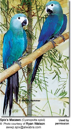 Spix Macaw, Beautiful Parrots, Sun Conure, Blue Macaw, Parrots Art, Macaw Parrot, Parakeets, Rare Birds, Unusual Animals