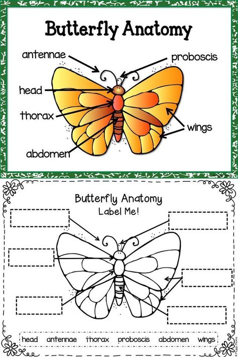 Life Cycle of a Butterfly - This is a joyous unit to do with your students! Make learning about the life cycle of butterfly fun as students engage with science Butterfly Worksheet, Preschool Butterfly, Butterfly Lessons, Science Life Cycles, Life Cycle Of A Butterfly, Cycle Of A Butterfly, Insects Preschool, Butterflies Activities, Butterfly Science