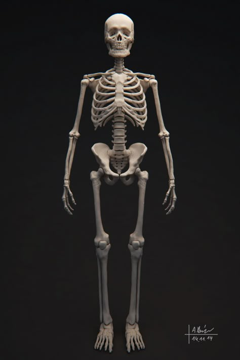 Posing Skeletons, Human Body Skeleton, Skeleton Muscles, Body Skeleton, Human Skeleton Anatomy, Skeleton Figure, 3d Anatomy, Skeleton Anatomy, Anatomy Models