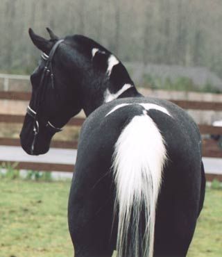 PetsLady's Pick: Funny Skunk Horse Of The Day Cheval Pie, All About Horses, Majestic Horse, Horses And Dogs, All The Pretty Horses, Horse Crazy, Clydesdale, Horse Life, Horse Coloring