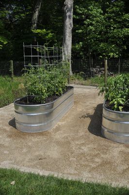 Galvanized Stock Tank Veggie Garden – Update | Thinking Outside the Boxwood Stock Tank Gardening, Galvanized Stock Tank, Vegetable Planters, Garden Solutions, Patio Planters, Stock Tank, Metal Planters, Glass Garden, Garden Boxes