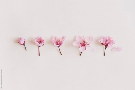 Spring Background Wallpapers Laptop, Cover Photos Facebook Aesthetic Pink, Flower Cover Photos, Cute Cover Photos Facebook, Background For Facebook, Pink Flowers White Background, Spring Cover Photos, Facebook Cover Photos Flowers, Background Facebook Cover