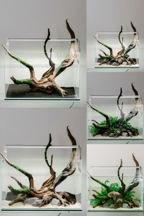 Column Aquarium Aquascape, Lucky Bamboo Aquascape, Drift Wood Aquarium Ideas, Aquarium Driftwood Ideas, Aquarium Scape Ideas, Tall Tank Aquascape, Driftwood Aquarium Ideas, Nature Style Aquascape, Aquascape Design Simple