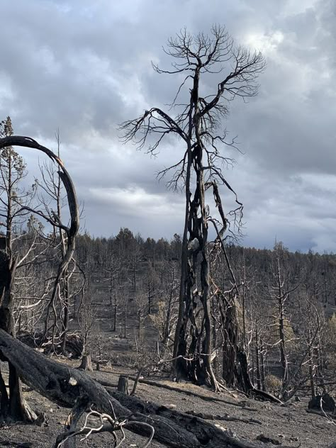 Forest Fire Aftermath, Deforestation Aesthetic, Destroyed Landscape, Decaying Forest, Deforestation Project, Destroyed Nature, Destroyed Forest, Apocalypse Artwork, Nature Destruction