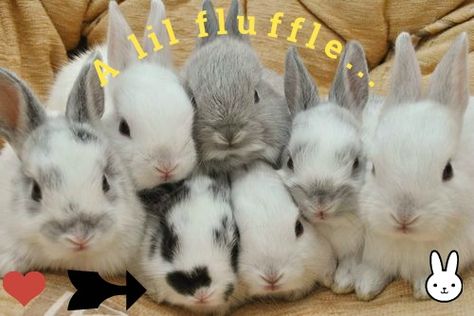 Fluffy Bunny, Bunny Pictures, Pet Bunny, Bunny Lovers, Funny Bunnies, Baby Bunnies, Hamsters, Cute Creatures