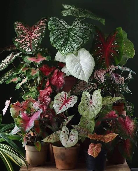 Caladium Plants, Plants In Pots, How To Grow, Potted Plants, To Grow, Plants, On Instagram, Instagram