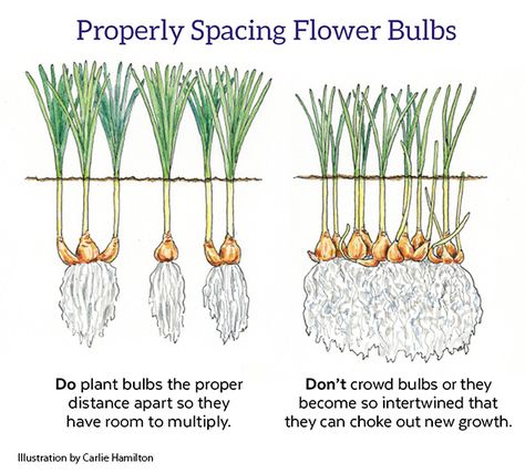 Bulb Plants, Flower Bulbs, Bulb Planting Ideas, How To Plant Bulbs In Fall, Planting Bulbs In Layers, Bulb Garden Design Layout, What Bulbs To Plant In Fall, Bulb Planting Guide, How To Plant Bulbs In The Ground