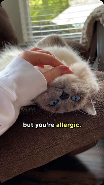 Lady Cuddles Meow on Instagram: "I Have Good News For People Who Are Allergic To Cats!! 🥰🤩" Hypoallergenic Cat Breeds, Cat Breeds Hypoallergenic, Hypoallergenic Cats, Pet Essentials, Allergic To Cats, Cat Allergies, Pet Allergies, Fun Toys, Comfy Bed