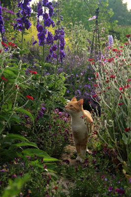 Cats In Garden, Cottagecore Village, Cottage Core Cat, Aesthetic Cat Tattoo, Cottagecore Cat, Cats Tattoo, Orange Kitty, Wallpaper Cat, Cat Tattoos