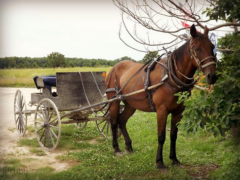 Horse Buggy, Horse And Buggy, The Ozarks, Anne Of Green Gables, Green Gables, Beautiful Scenery, Wagons, Missouri, Horses