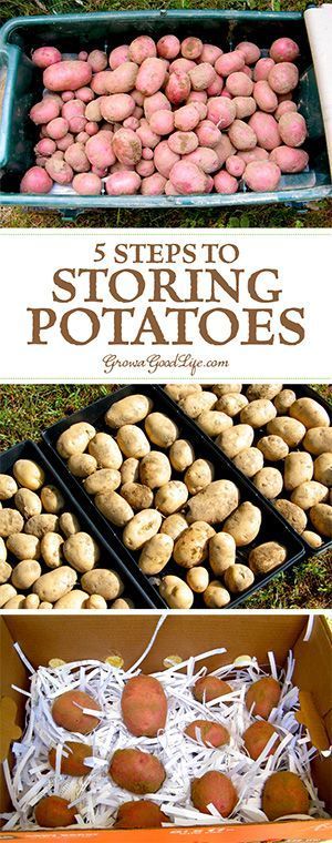 Do you grow your own potatoes or buy in bulk from the farmers market? Follow these five easy steps to keep your potatoes fresh all winter long. #Howtogrowvegetablesinyourowngarden Garden Potatoes, Storing Potatoes, Storing Vegetables, How To Store Potatoes, Canning Food Preservation, Canned Food Storage, Fruit And Vegetable Storage, Vegetable Storage, Growing Potatoes