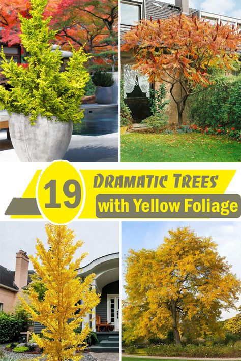 Trees With Yellow Fall Leaves, Greenhouse Proposal, Yellow Shrubs, Gorgeous Trees, Dream Homestead, Maidenhair Tree, Yellow Plants, Purple Plants, Japanese Maple Tree